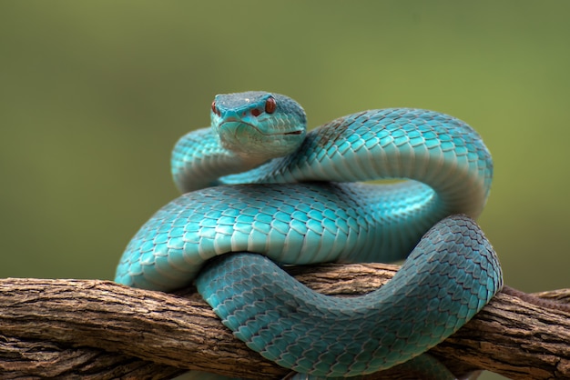 Venomous snake on tree branch