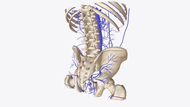 Photo the venous system refers to your network of veins and the way your veins connect with other blood vessels