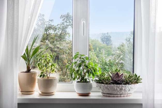 Venster met witte tule en potplanten op de vensterbank. Uitzicht op de natuur vanuit het raam