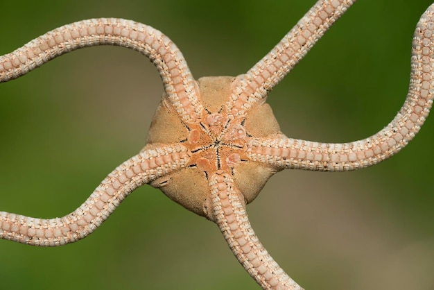 Foto lato ventrale di una fragile stella marina