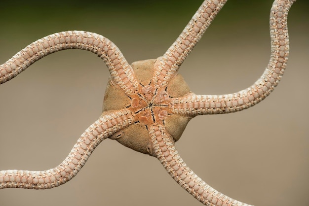 Ventrale zijde van een broze zeester