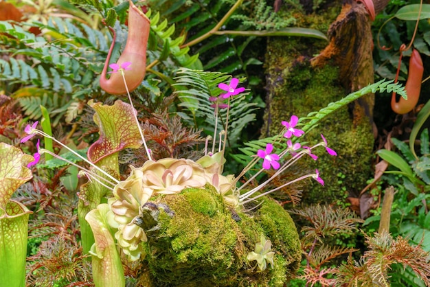 ハエトリグサは、緑の植物を持つ食虫植物テラリウムです植物の自然な背景