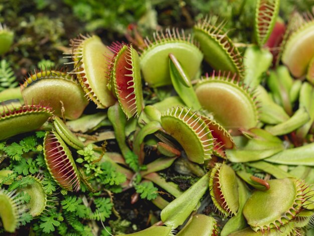 Venus flytrap or dionaea muscipula close up photo of carnivorous plant