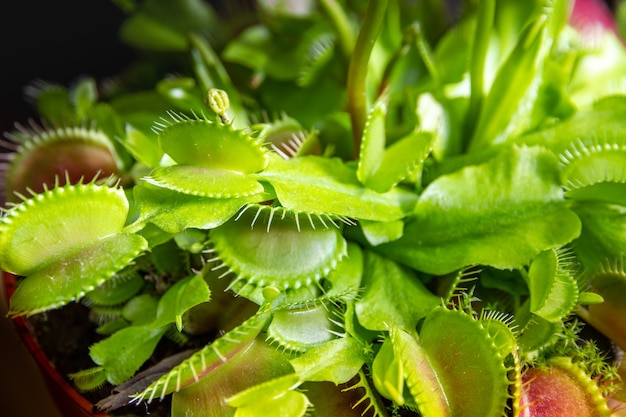Venus flytrap vleesetende plant. Dionaea Muscipula