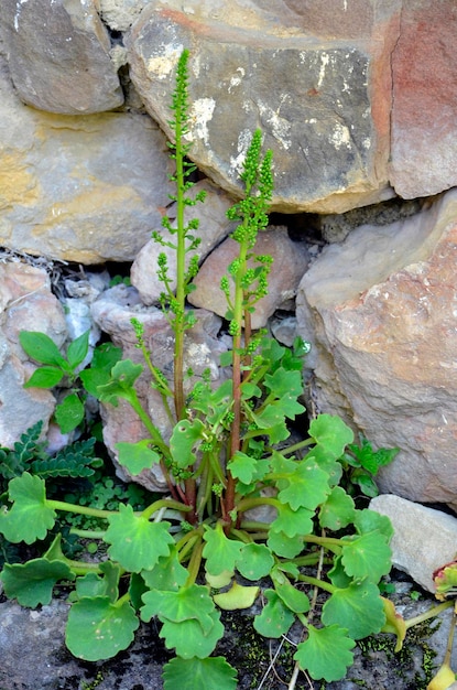 Venus navel plant Umbilicus rupestris in flower growing on a wall