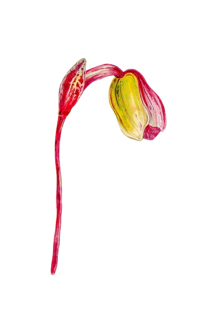 写真 ヴィーナスの靴 蘭の花と緑の葉 別名レディース スリッパ ラン モカシンの花 cypripedium whippoorwill 靴 手描きの水彩画のイラストは、白い背景で隔離