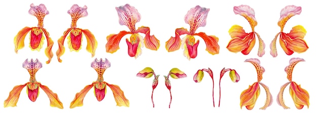 사진 녹색 잎을 가진 비너스의 신발 난초 꽃 일명 숙녀의 슬리퍼 난초 모카신 꽃 cypripedium whippoorwill 신발