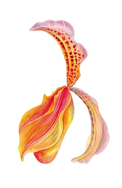 ヴィーナスの靴 蘭の花と緑の葉 別名レディース スリッパ ラン モカシンの花 Cypripedium whippoorwill 靴 手描きの水彩画のイラストは、白い背景で隔離