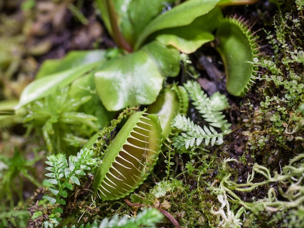 Venus-vliegenval (dionaea muscipula) - roofzuchtige, insectenetende plant