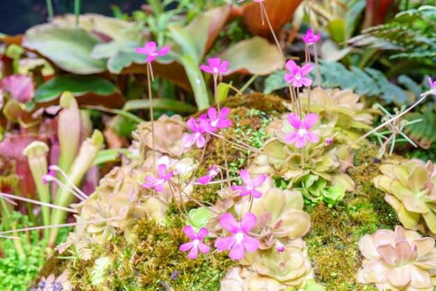 Venus vliegenvanger is een vleesetende plant Terrarium met groene planten Natuurlijke achtergrond van planten