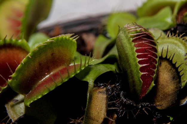 Foto venus vliegval close-up plant eten insect