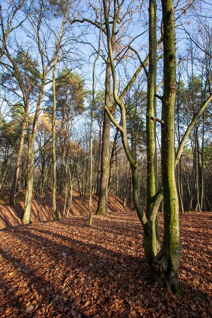 Veranderingen in de natuur tijdens het herfstseizoen