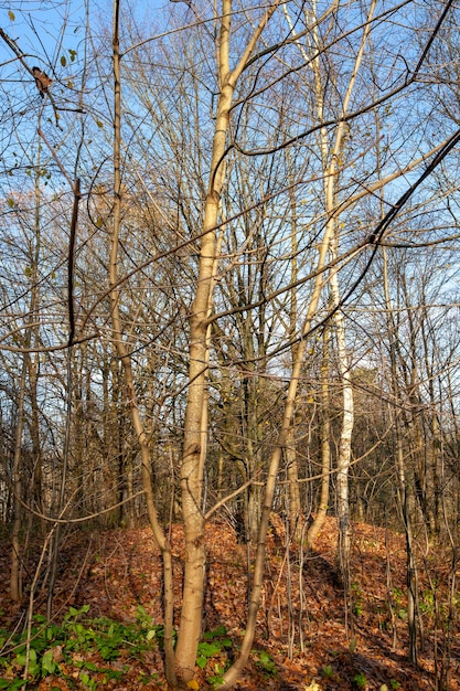 Veranderingen in de natuur tijdens het herfstseizoen