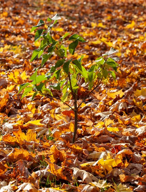 Veranderingen in de natuur tijdens het herfstseizoen