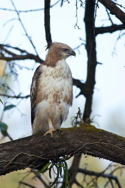 Veranderlijke Hawk-Eagle