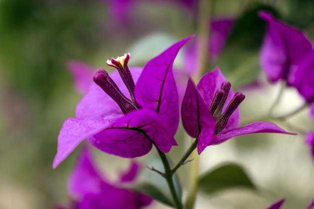 Veranera de colour violeta