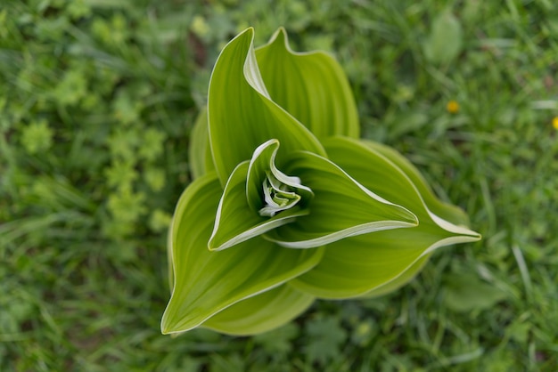 Veratrum album