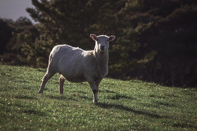 Verbaasde schapen staren