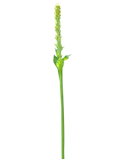 Verbascum thapsus или great mullein содержит соединения глицирризина с бактерицидом