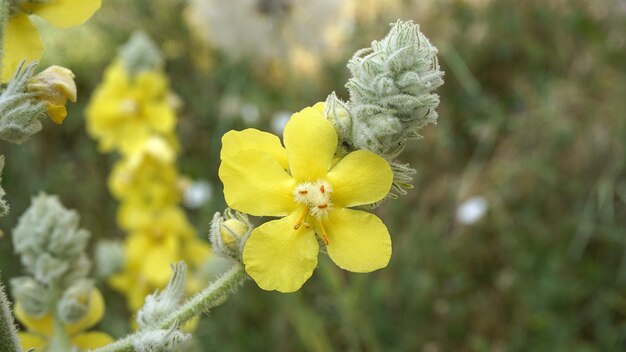 Verbascum thapsus plant verbascum thapsus flower