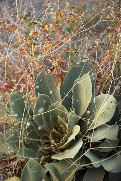 Verbascum