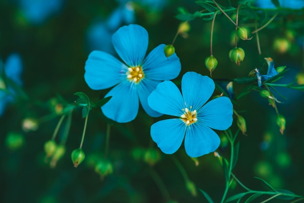 Verbazende heldere cyaanbloemen van vlas die op groene achtergrond bloeien