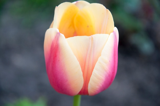 Verbazende tulp in macroweergave 3