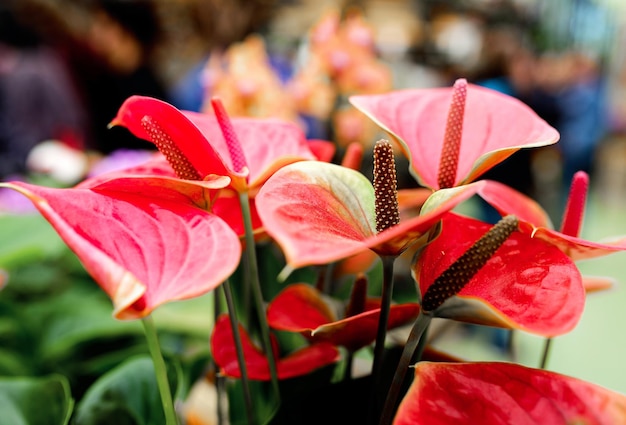 Verbazingwekkend bloeiend kleurrijk calla lelies patroon natuur bloemen lente bruiloft stijl concept