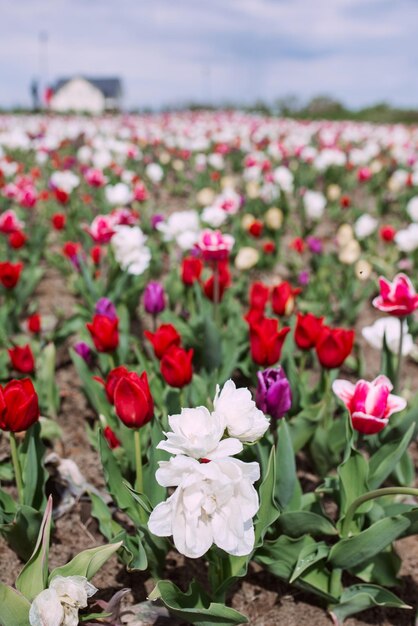 Verbazingwekkend bloeiend kleurrijk tulpenpatroon buiten Natuur bloemen lente tuinieren concept