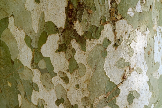 Verbazingwekkend camouflagepatroon van sycamore tree bark voor achtergrond of banner