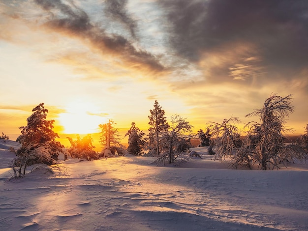 Verbazingwekkend dageraadlandschap met een winterpolair bos en fel zonlicht Zonsopgang zonsondergang in een prachtig besneeuwd bos Prachtige harde natuur van het noorden in de winterdageraad Licht en duisternis