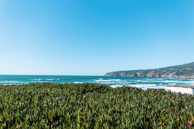 Verbazingwekkend groen bloemenveld met uitzicht op het oceaanstrand en de kliffen in Portugal