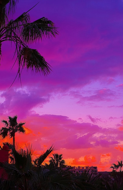 Verbazingwekkend kleurrijk zonsonderganghemel en palmbehang. Minimalistische dromer vakantie tropische reisstemming. Canarisch eiland. Fuerteventura