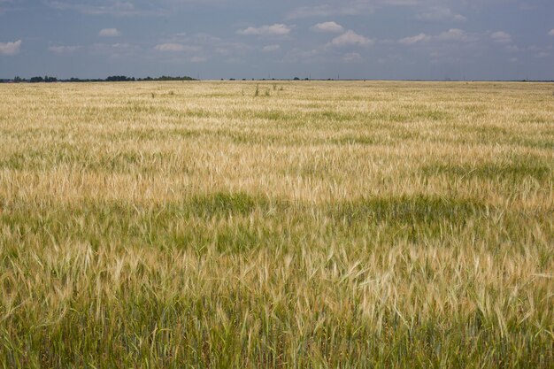 Verbazingwekkend landbouwlandschap van de oren van gouden tarweveld