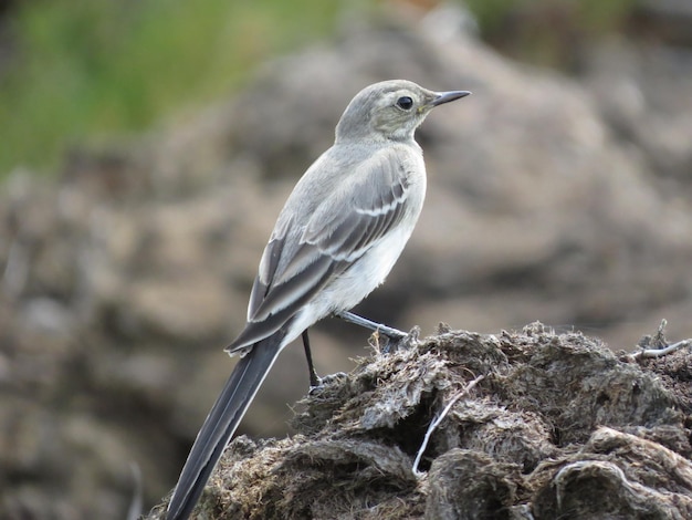 Verbazingwekkend mooie natuur en vogels