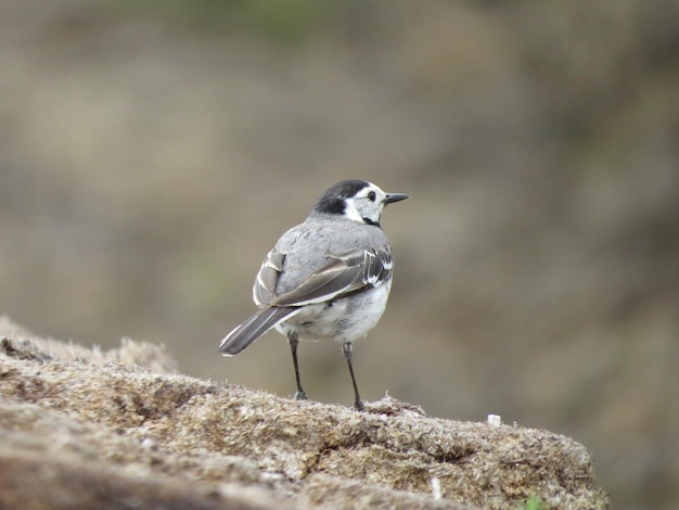 Verbazingwekkend mooie natuur en vogels