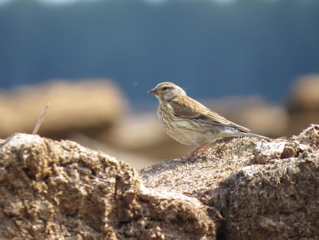 Verbazingwekkend mooie omgeving en vogels