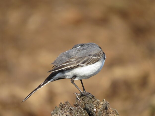 Verbazingwekkend mooie vogels in de natuur