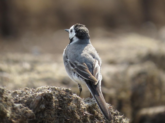 Verbazingwekkend mooie vogels in de natuur