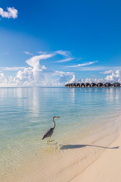 Verbazingwekkend strandlandschap van de malediven, natuurvogel met watervilla's. luxe vakantie, reizen