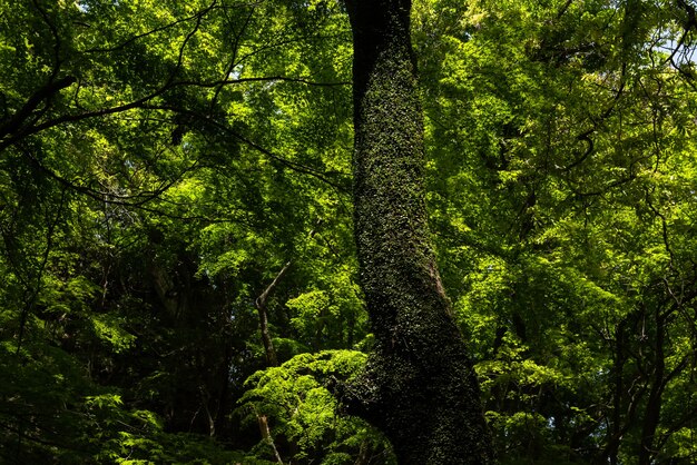 Verbazingwekkend zeer groen bos, boomstam betrokken door rondbladige winde. Japan.