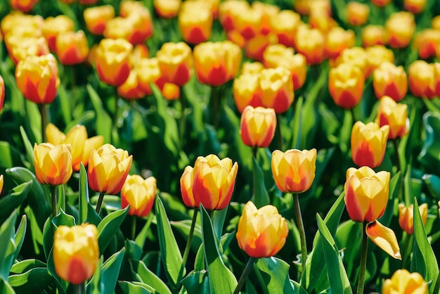 Verbazingwekkende bloeiende oranje en gele tulpen buiten Natuur bloemen lente tuinieren concept