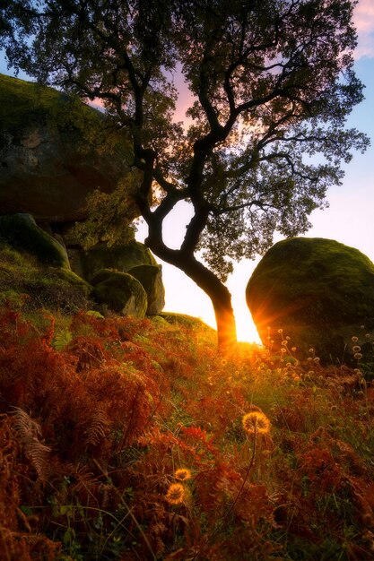 Foto verbazingwekkende boom natuur groen en rood landschap met bloemen en zonneschijn op een rots bij zonsondergang