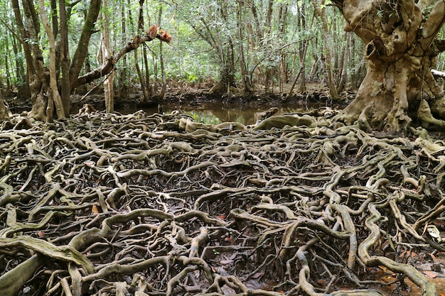 Foto verbazingwekkende boomwortels verspreid over het mangrovebos