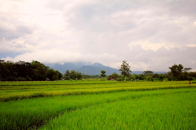 Verbazingwekkende brede rijstvelden in Indonesië