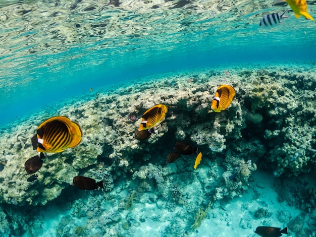 Verbazingwekkende exotische gele vissen in koraalrif van de Rode Zee