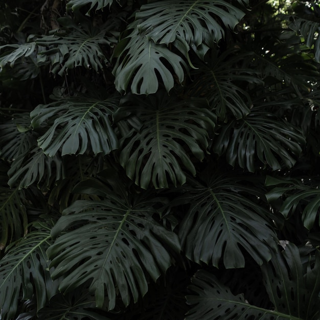 Verbazingwekkende groene bladeren van palmbomen in de jungle Prachtig behang met exotisch gebladerte