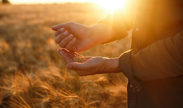 Verbazingwekkende handen van een boer close-up met een handvol tarwekorrels in een tarweveld