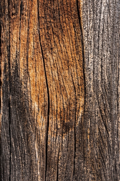 Foto verbazingwekkende houtschors verlicht door zacht zonlicht dat zijn schoonheid versterkt.