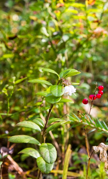 Verbazingwekkende kleine klokvormige bosbessenbloemen. Bloeiende veenbessen op een tak in het bos